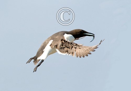 Guillemot in Fligh with a Fish DM1496